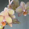 Phalaenopsis orchid
