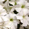 Firefly petunia