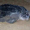 Leatherback Sea Turtle