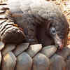 Pangolin