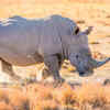 Rhinoceros