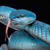 Salt management in sea snakes