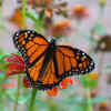 garter belt with chains Natural wonder: Wing 'clap' solves mystery of butterfly flight main image 1