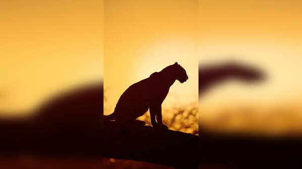 Mount Abu Wildlife Sanctuary