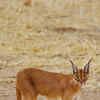 Desert National Park
