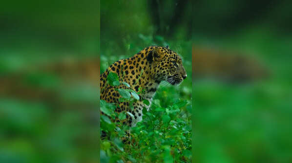 Kumbhalgarh Wildlife Sanctuary