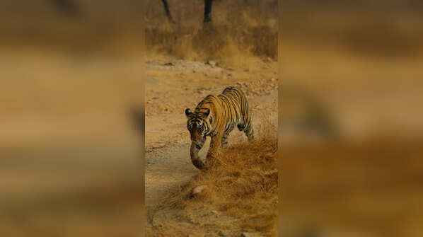 Mukundara Hills Tiger Reserve