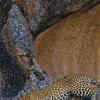 Jawai<u>​</u>