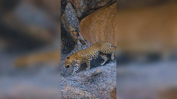 Jawai<u></u>