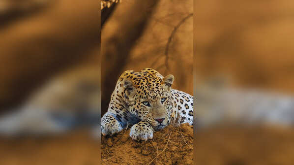 Jhalana Leopard Safari Park