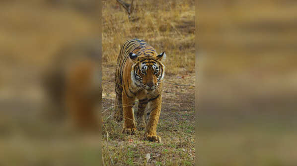 Sariska Tiger Reserve