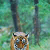 Ranthambhore National Park