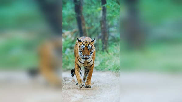 Ranthambhore National Park