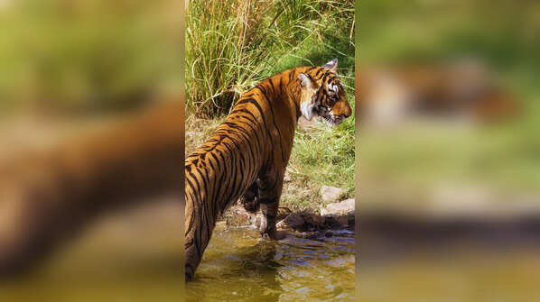 Big cats in Rajasthan