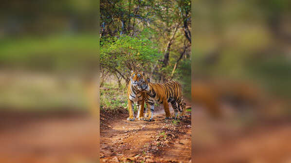 From tigers to caracals: Top destinations in Rajasthan to spot big cats