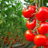 Tomatoes