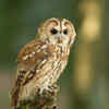 Not all owls hoot