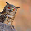 Owls live almost everywhere
