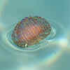 Cannonball Jellyfish