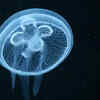 Moon Jellyfish