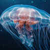 Flower Hat Jellyfish