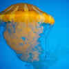 Sea Nettle