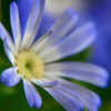 Cineraria 