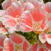Clarkia
