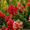 Antirrhinum (Snapdragon)
