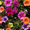 Petunia