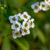 Alyssum (Lobularia maritima)