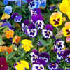Pansy 