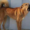 Bakharwal Dog
