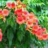 Trumpet vine