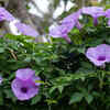 Morning glory