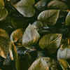 Money Plant (Pothos)