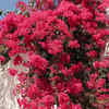 Bougainvillea