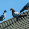 Practical tips to stay safe around birds