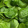 Harvest leaves regularly