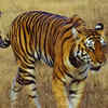 Article image for: <i class="tbold">kanha</i> National Park, Madhya Pradesh