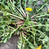 Dandelion roots