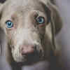 Weimaraner