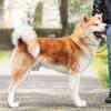 Akita