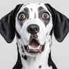 Dalmatian
