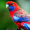 Crimson Rosella