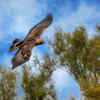 Golden Eagle