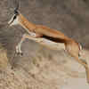 Springbok