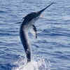 Black Marlin