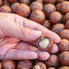 Macadamia nuts