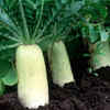 Radish